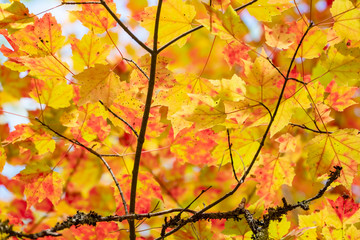 Fall Colors in Algonquin Park, Ontario, Canada