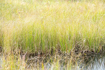 Soft Grass in a Marshy Area in Algonquin Park