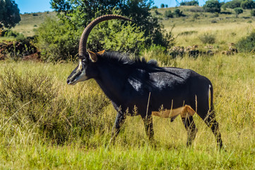 Closeup portrait of a cute and majestic Sable antelope in Johannesburg game reserve South Africa