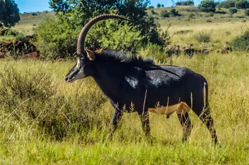 Foto op Canvas Closeup portrait of a cute and majestic Sable antelope in Johannesburg game reserve South Africa © shams Faraz Amir