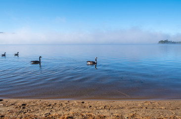 Flock of Canada Geese Swimming in Lake of Two Rivers, Algonquin Park, in the Morning Mist