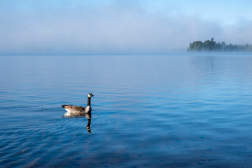 One Canada Geese in Lake of Two Rivers, Algonquin Park, in the Morning Mist