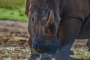 Artistic photo of a, endangered male bull white Rhinoceros in a game reserve in Johannesburg South Africa