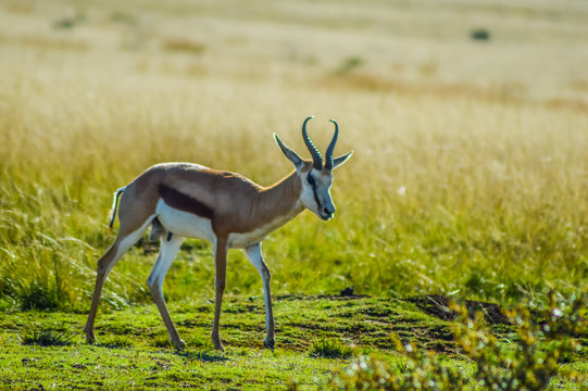 Portrait of an Isolated springbok national animal of South Africa