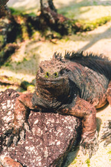 Galapagos Iguana lizard. Hundreds of wildlife. Isolated beautiful marine IGUANA reptiles crawling resting on rocks. Natural wildlife shot in Isabela, San Cristobal, Galapagos Islands. Wild animals
