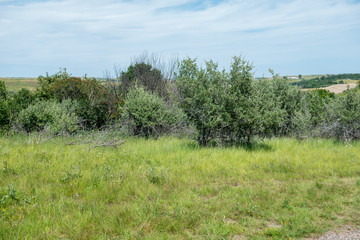 Obraz premium field of grass