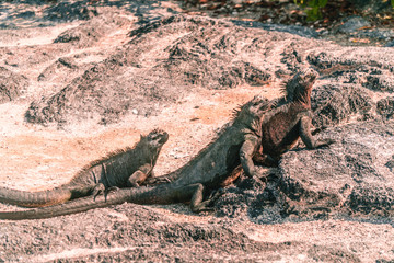 Galapagos Iguana lizard. Hundreds of wildlife. Group of of beautiful marine IGUANA reptiles crawling resting on rocks. Natural wildlife shot in Isabela, San Cristobal, Galapagos Islands. Wild animals