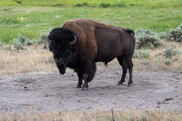Wildlife at lamar valley in Yellowstone National Park