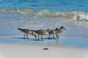 Red Knot Calidris canutus