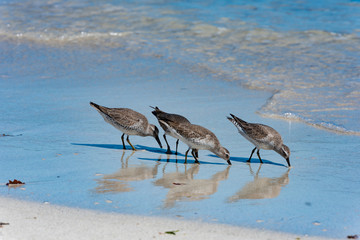 Red Knot Calidris canutus