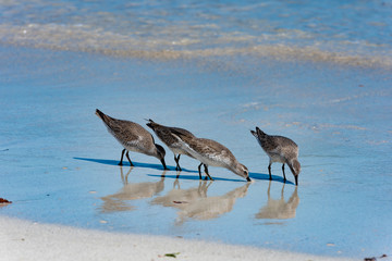 Red Knot Calidris canutus
