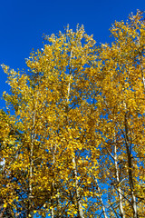 Golden yellow aspen trees changing in the fall