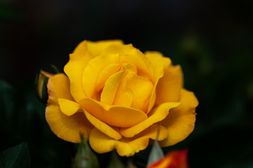 Yellow rose meaning Bright, cheerful and joyful create warm feelings and provide happiness. They bring you and the friendship you share the purist of colors, represent innocence, purity and charm