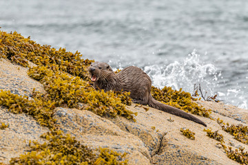 Eurasian Otter