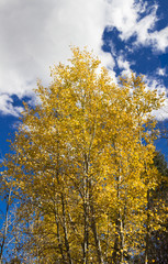 Fototapeta na wymiar Beautiful fall colors of Aspen leaves changing color in the Rocky Mountains