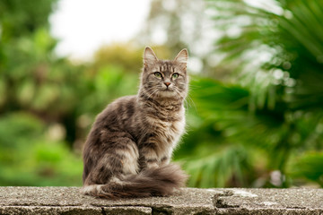 fluffy cat with green eyes, a terraces sitting on the street under a green palm tree