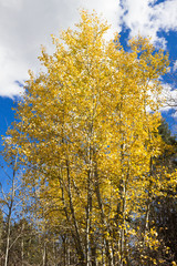 Beautiful fall colors of  Aspen leaves changing color against a partly cloudy blue sky in the Rocky Mountains