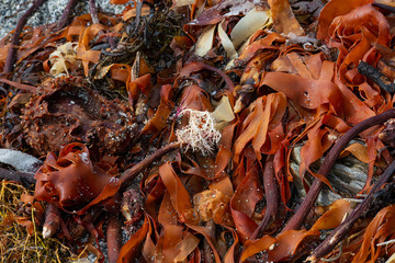 Colourful mixed seaweed washed ashore after windy weather