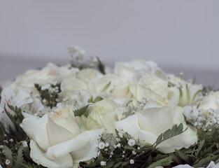 Fototapeta premium Roses