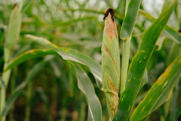 Ear of green corn in the field