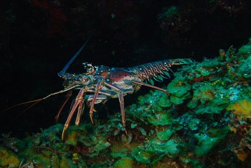 Caribbean spiny lobster 