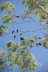 Canopy of an eucalyptus tree occupied by a flock of black crows