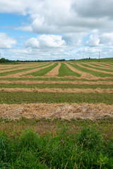 grass field cutting agriculture