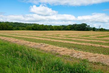 hay field cut