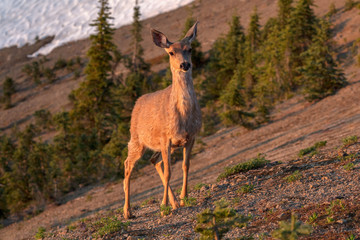 Naklejka na ściany i meble Deer standing on hillside. Natural environment, wildlife. Late afternoon warm golden lighting, oregon mountain wildlife. Deer looking directly at the viewer, wildlife concept