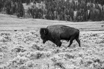 Wildlife at lamar valley in Yellowstone National Park