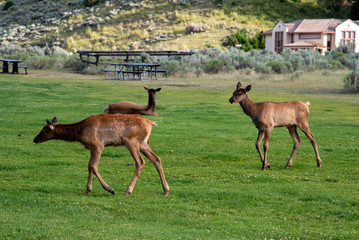 Fototapeta premium Wildlife at Mammoth hot spring area in Yellowstone National Park