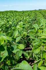 Fototapeta na wymiar agriculture soy bean crop