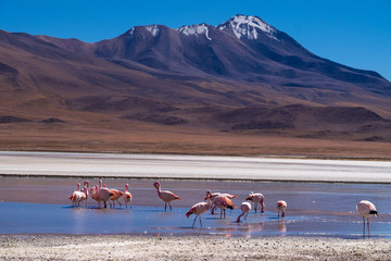 Flamencos en Bolivia Sur America con un fondo de montañas andinas