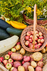 Apples in the basket. Fresh harvest. Composition. Green Zucchini