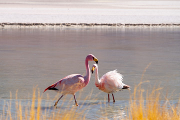 Flamencos en primer plano junto a un lago en el Salar de Uyuni Bolivia Sur América