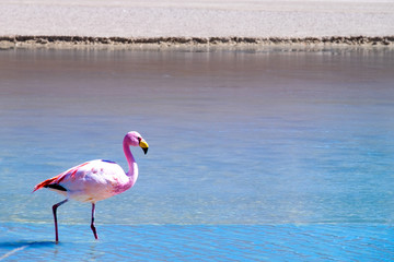 Flamencos en primer plano junto a un lago en el Salar de Uyuni Bolivia Sur América