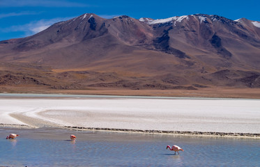 Flamencos en Bolivia Sur America con un fondo de montañas andinas
