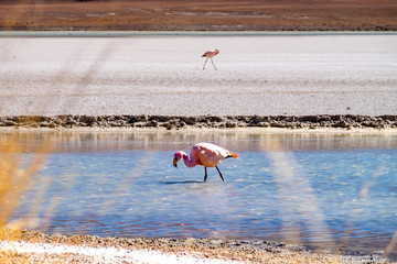 Flamencos en primer plano junto a un lago en el Salar de Uyuni Bolivia Sur América