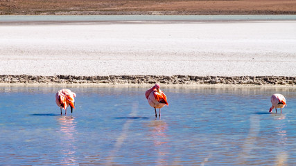 Flamencos en primer plano junto a un lago en el Salar de Uyuni Bolivia Sur América