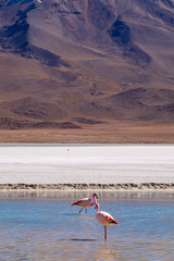 Flamencos en primer plano junto a un lago en el Salar de Uyuni Bolivia Sur América