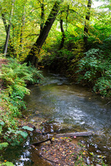 Forest autumn Nature about Creek in northern Bohemia, Lusatian Mountains, Czech Republic