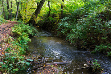 Obraz premium Forest autumn Nature about Creek in northern Bohemia, Lusatian Mountains, Czech Republic