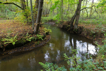 Fototapeta na wymiar Forest autumn Nature about Creek in northern Bohemia, Lusatian Mountains, Czech Republic