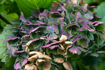 A multi coloured hydrangea flower head in autumn, with lace like petals