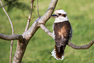 Kookaburra perched in a tree Denmark Western Australia