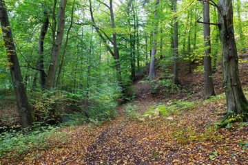 Forest autumn Nature about Creek in northern Bohemia, Lusatian Mountains, Czech Republic