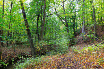 Obraz premium Forest autumn Nature about Creek in northern Bohemia, Lusatian Mountains, Czech Republic