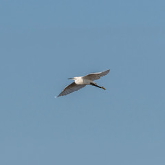 seagull in flight
