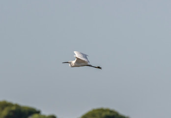 seagull in flight