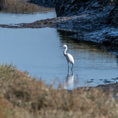 great blue heron